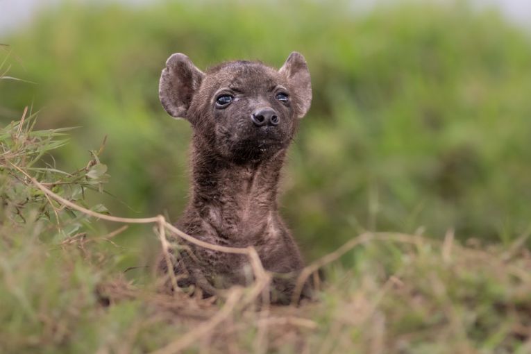 Masai Mara Kenya hyena cub