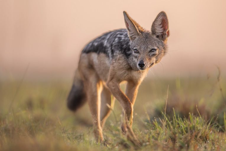 Black-backed jackal