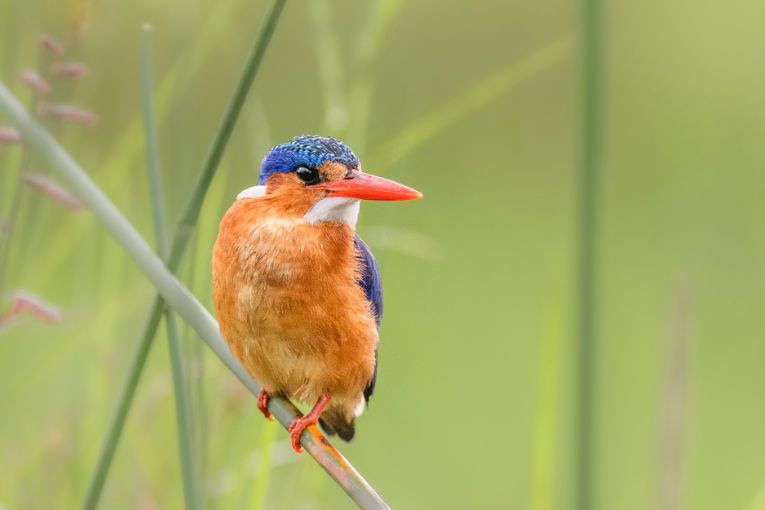 Malachite kingfisher