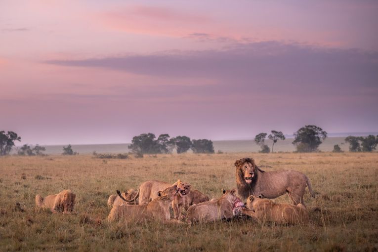 Masai Mara Kenya The Marsh Pride