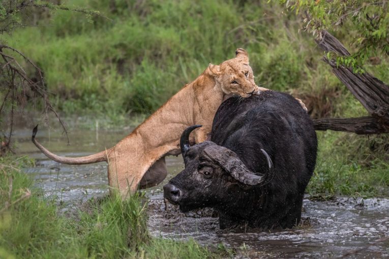 Marsh Pride of lions Kenya