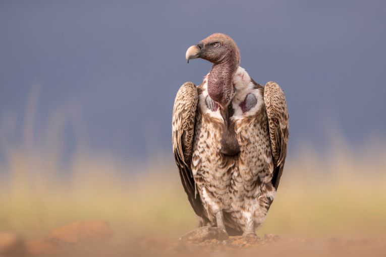 Rüppell's vulture Masai Mara Kenya