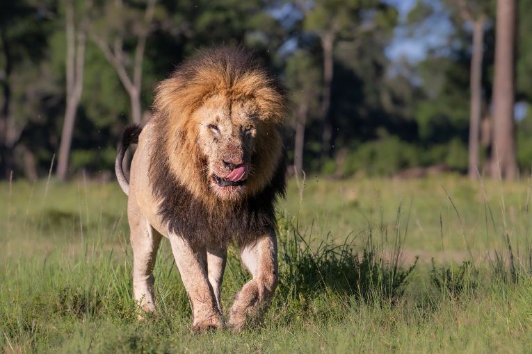 Chongo lion Bila Shaka males Masai Mara Kenya