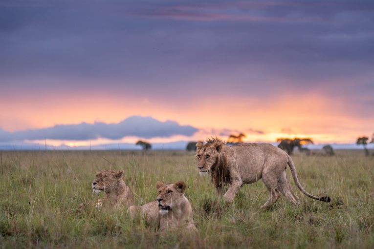 The Marsh Pride, Masai Mara, Kenya