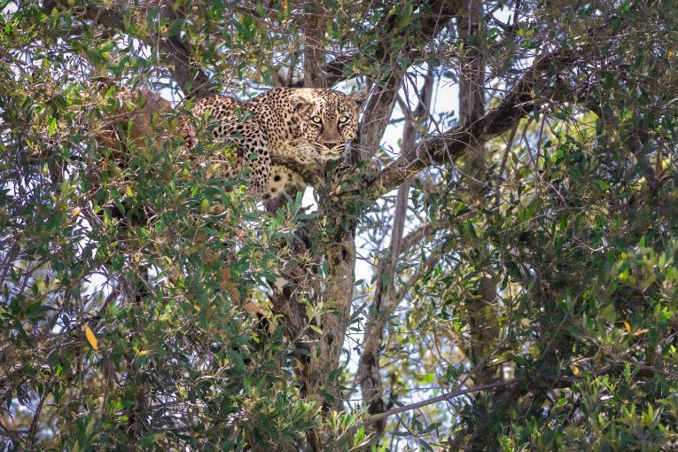 Siri leopard kenya masai mara