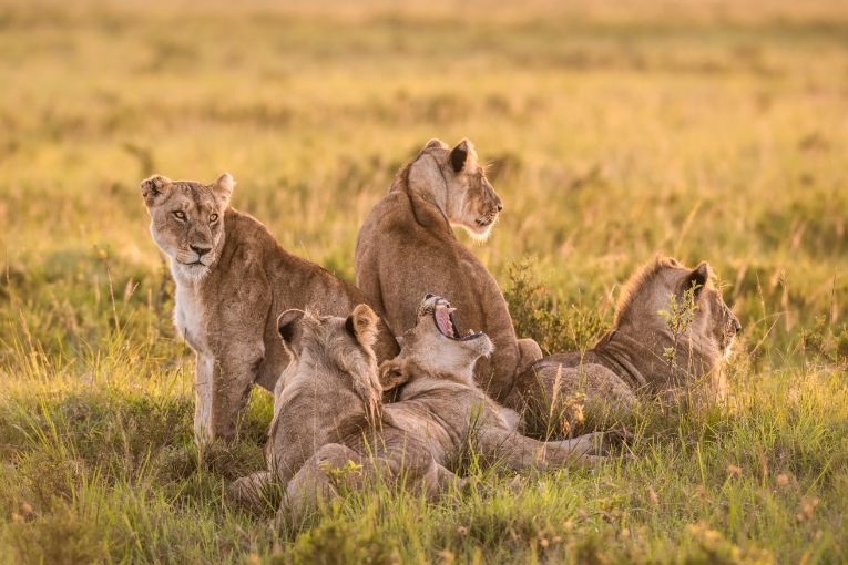 Riverline pride Masai Mara