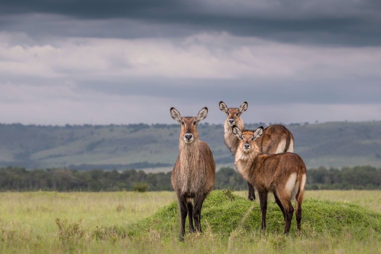 Masai Mara safari, Kenya