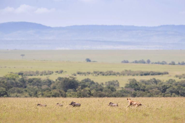 Masai Mara safari, Kenya