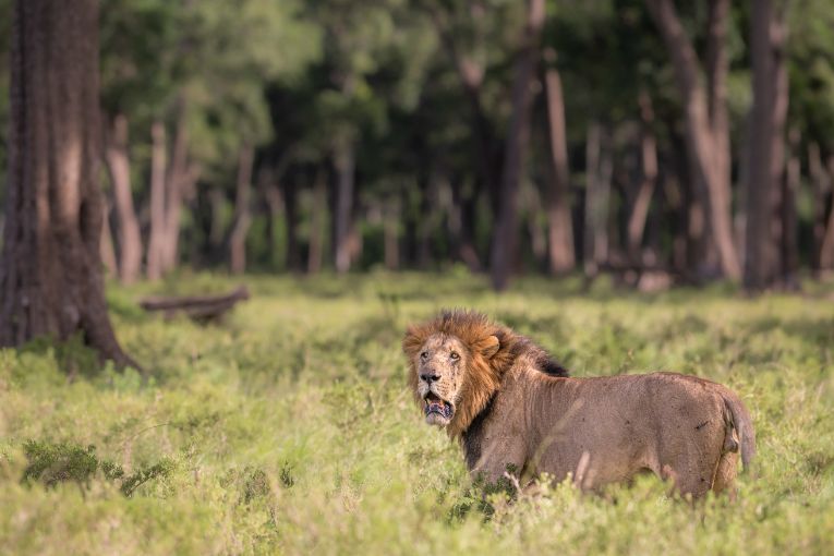 Koshoke lion masai mara kenya