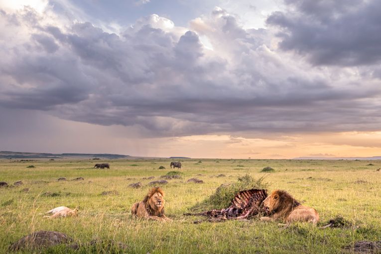 Bila shaka male lions Masai Mara