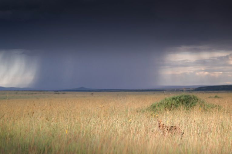 Serval Masai Mara