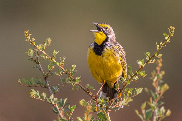 Yellow throated longclaw