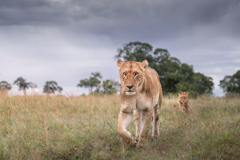 Lioness Lola Marsh Pride Kenya masai mara