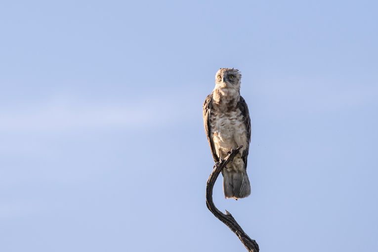 Juvenile black-chested snake eagle