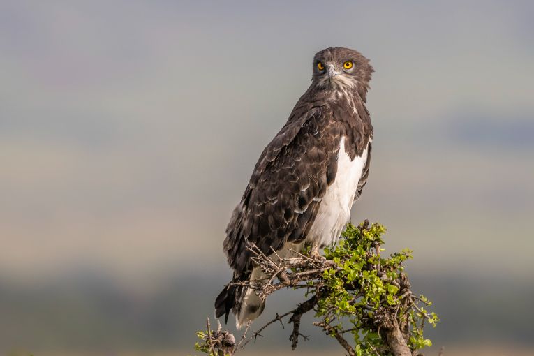 Black-chested snake eagle Masai Mara 