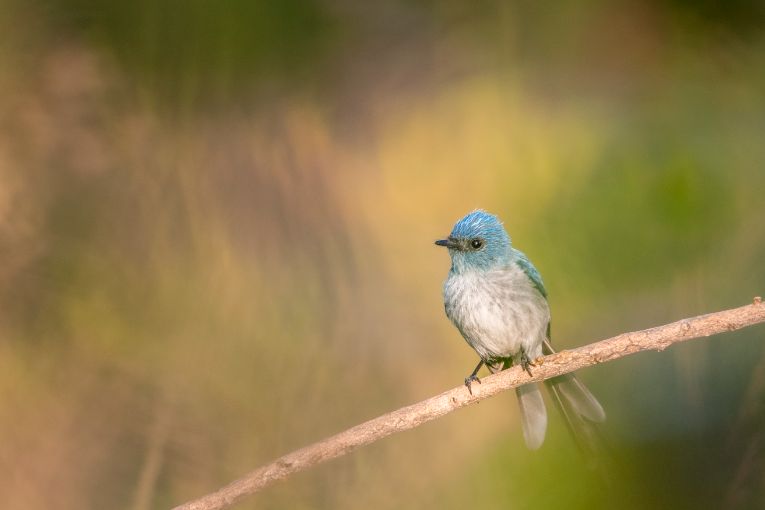 African blue flycatcher