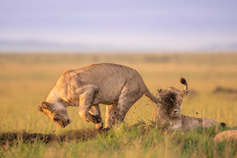 Paradise Pride lions Masai Mara