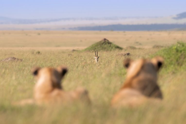 Paradise Pride lions Masai Mara
