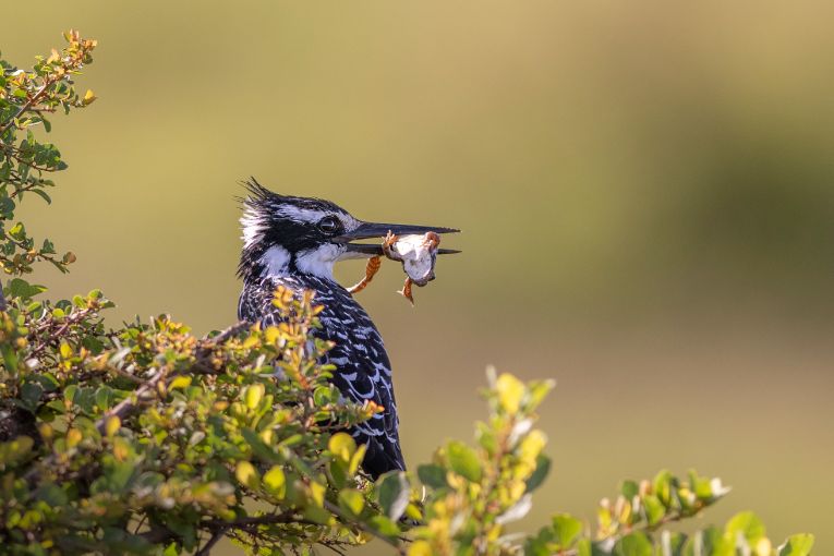 Pied kingfisher