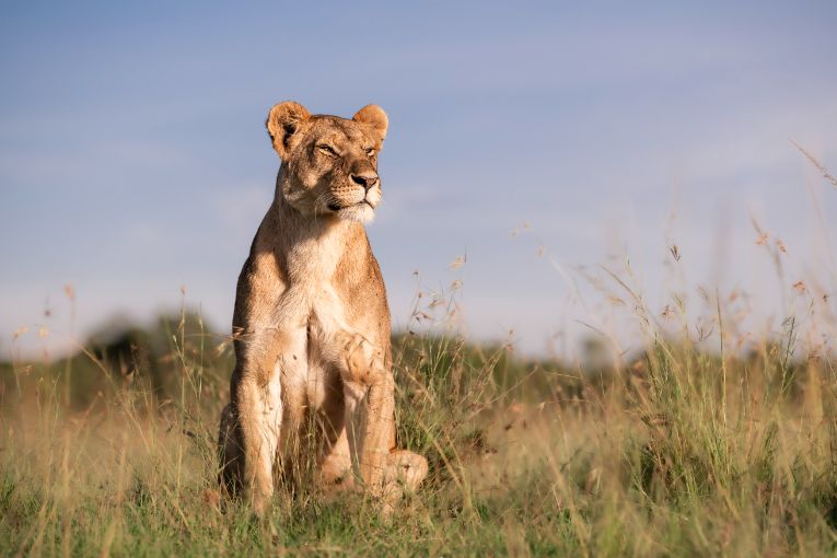 Princess lioness Masai Mara