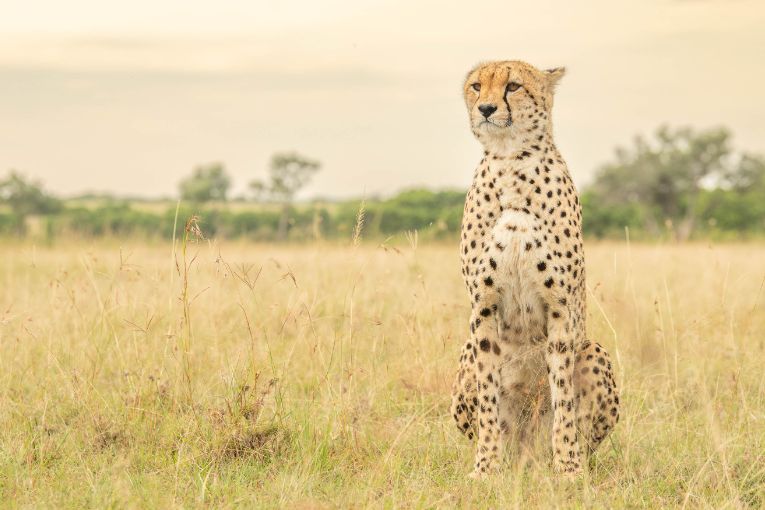 Winda cheetah tano boran masai mara 