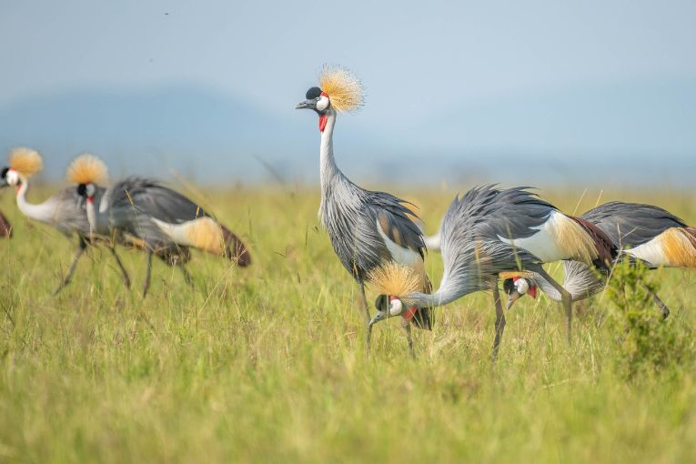 grey-crowned cranes masai mara kenya