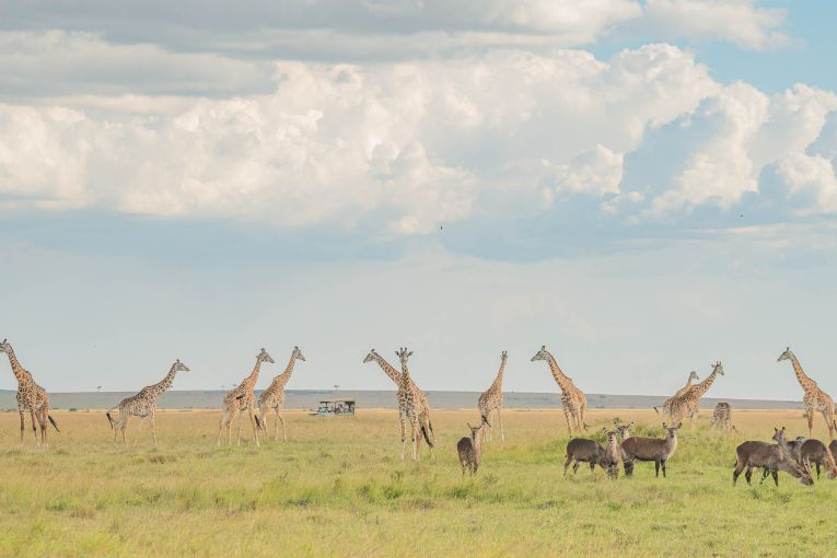 Tower of giraffe Masai Mara Kenya