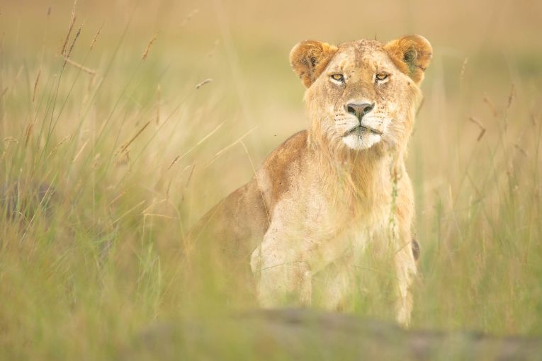 Paradise Pride of lions Masai Mara 