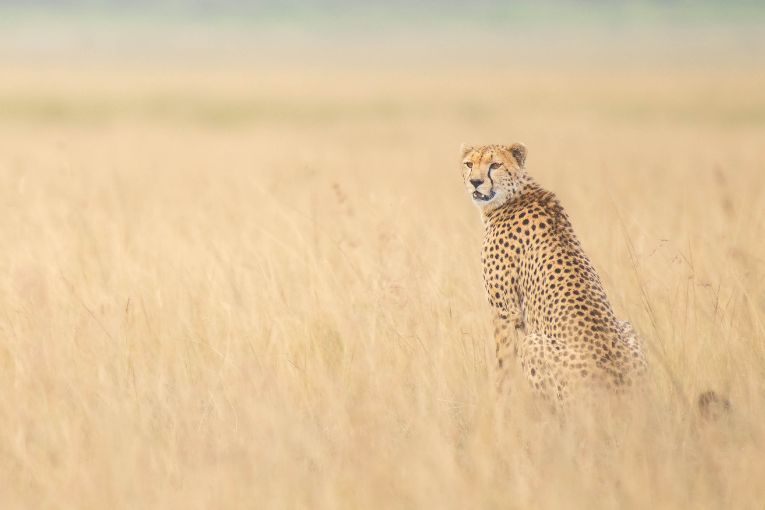 cheetah masai mara kenya