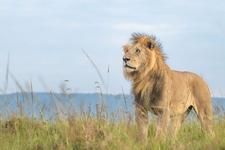 Kiok male lion