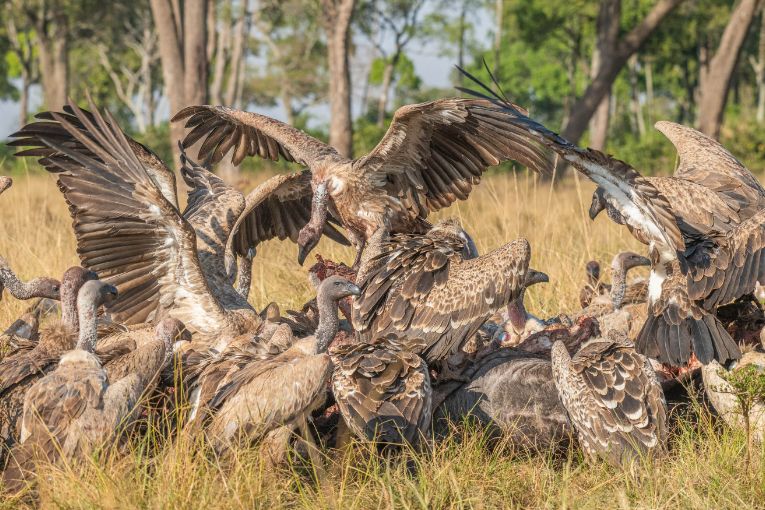 vultures masai mara
