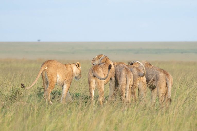 the Marsh Pride lions 