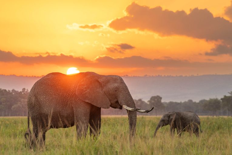 Sunset Masai Mara Kenya