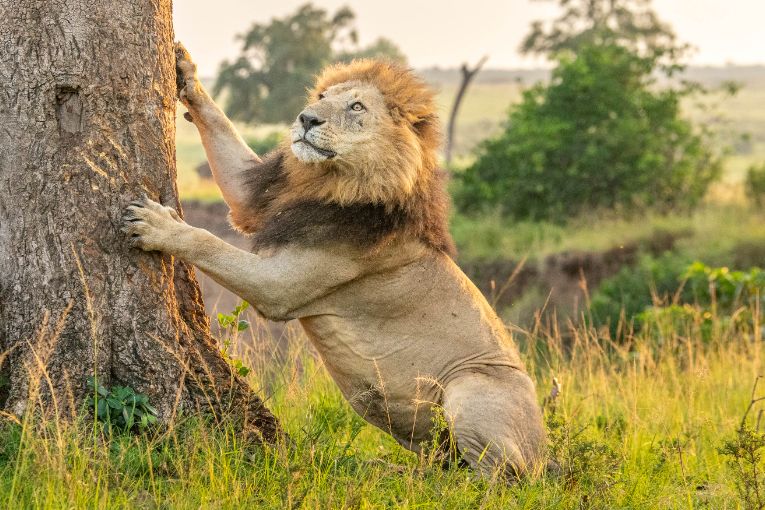 Koshoke lion Masai Mara