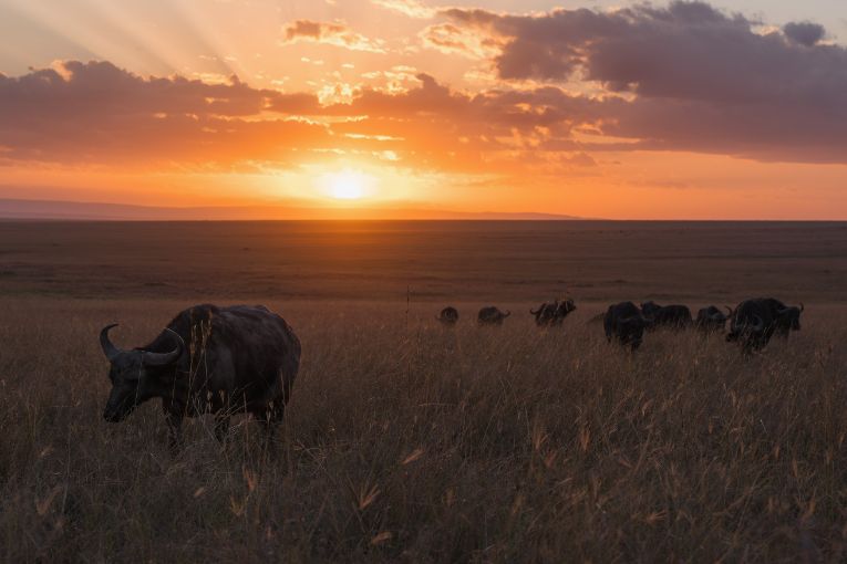 Sunrise Masai Mara