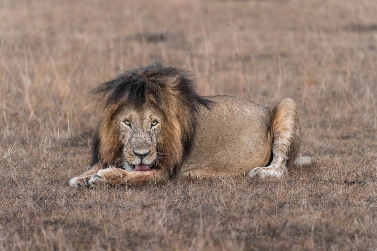 Halftail lion masai mara kenya 