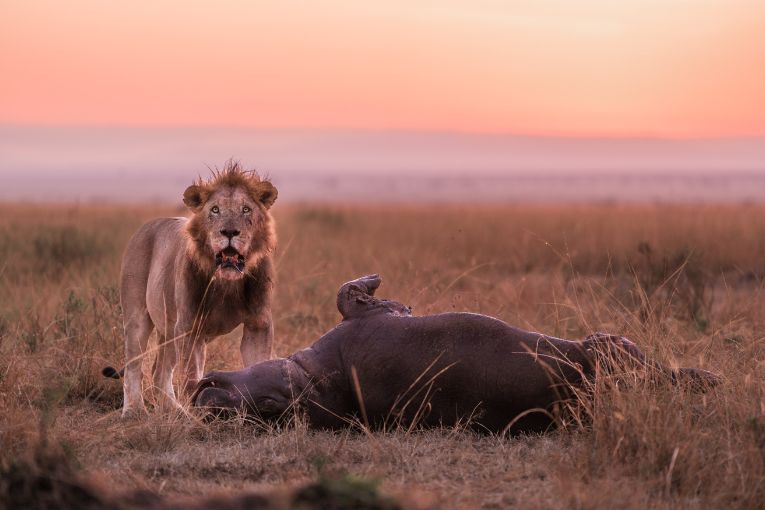 Kiok lion Masai Mara