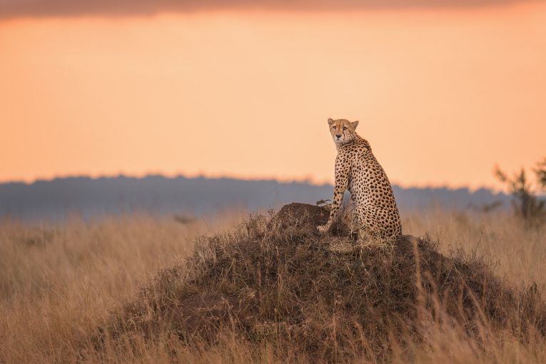 Winda cheetah Masai Mara