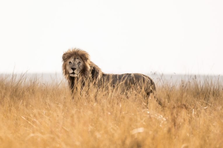 Chongo lion Masai Mara