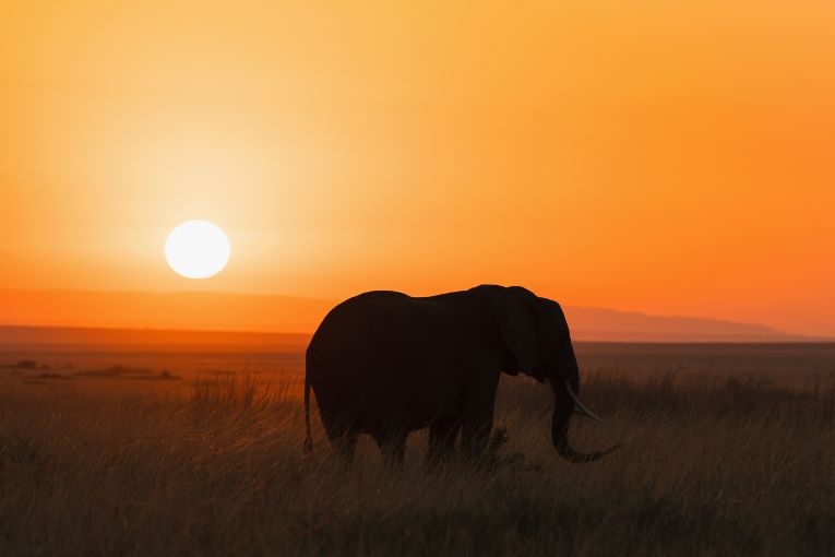 Sunrise Masai Mara
