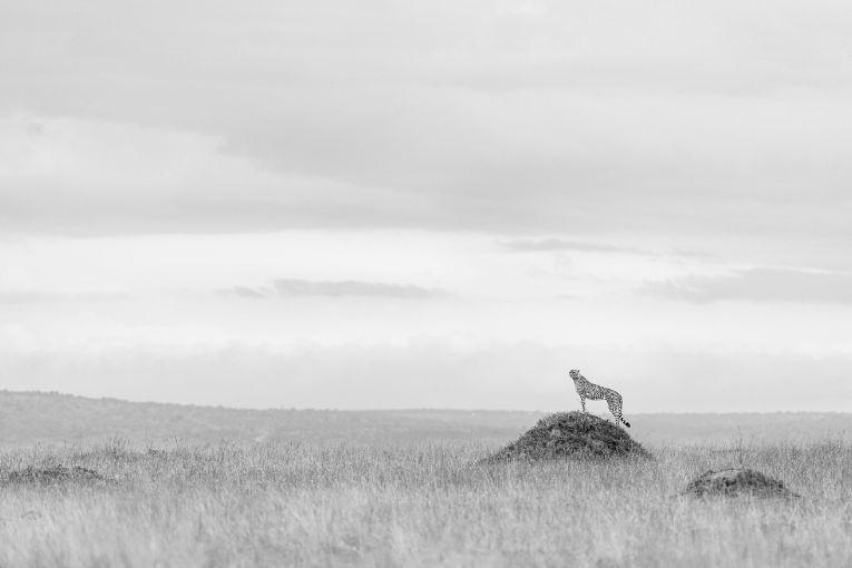 Oloti cheetah Kenya