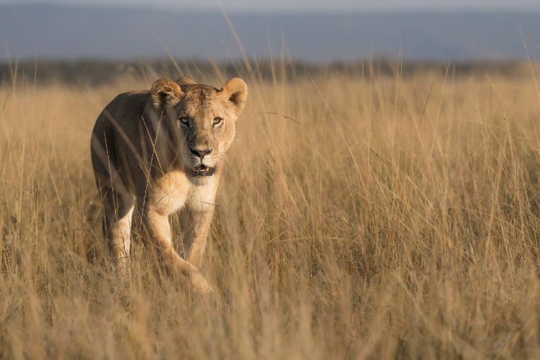 Paradise Pride lions kenya