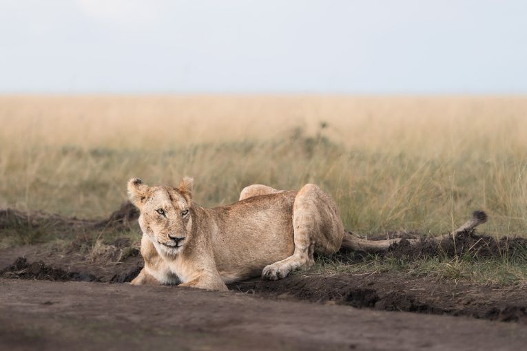 Yaya Marsh Pride lioness Kenya