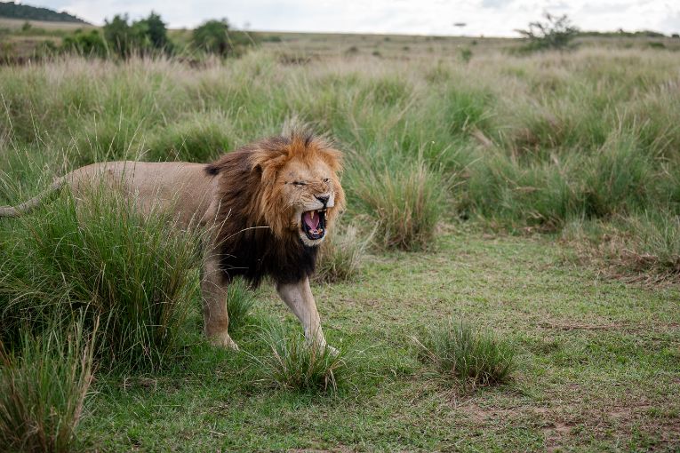 Chongo Bila shaka male lion Masai Mara 