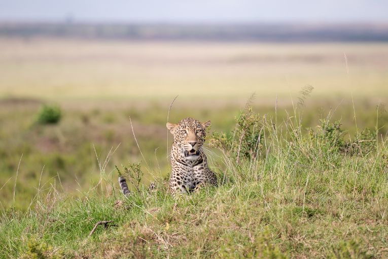 Leopard Masai Mara Kenya