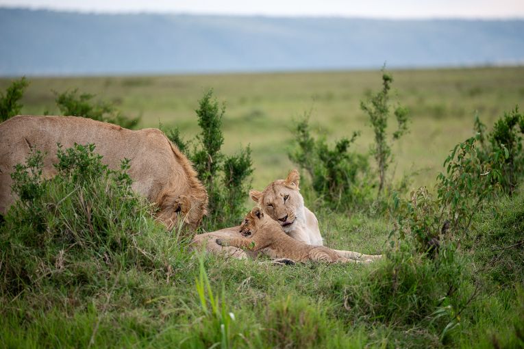 Marsh Pride lioness Dada and cub
