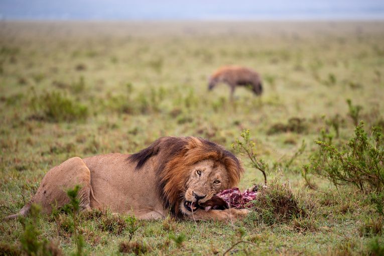 Halftail male lion Masai Mara