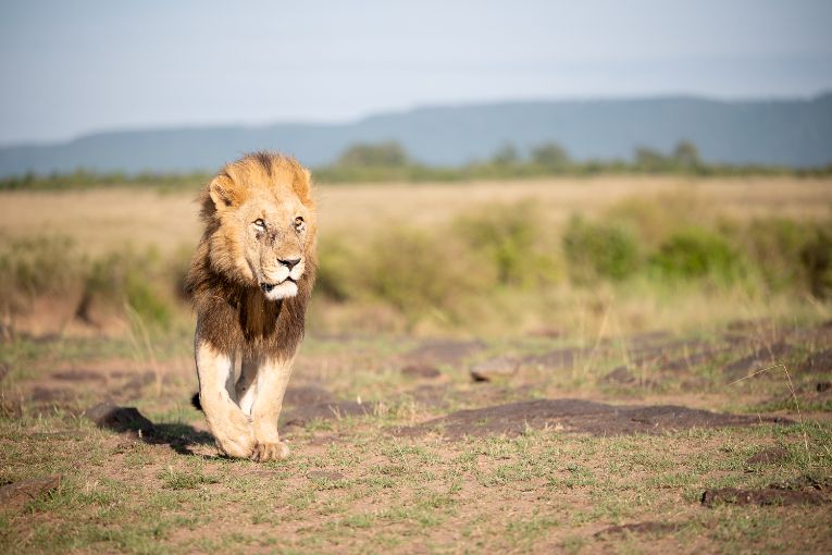 Kiok male lion Masai Mara