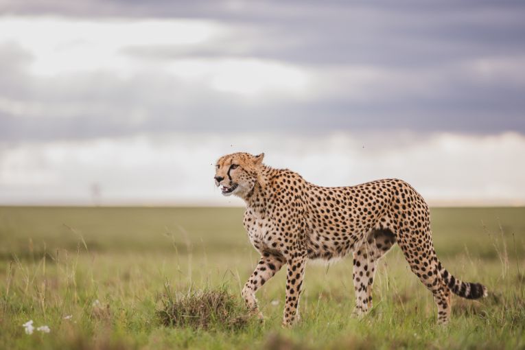 Cheetah Nagol Masai Mara