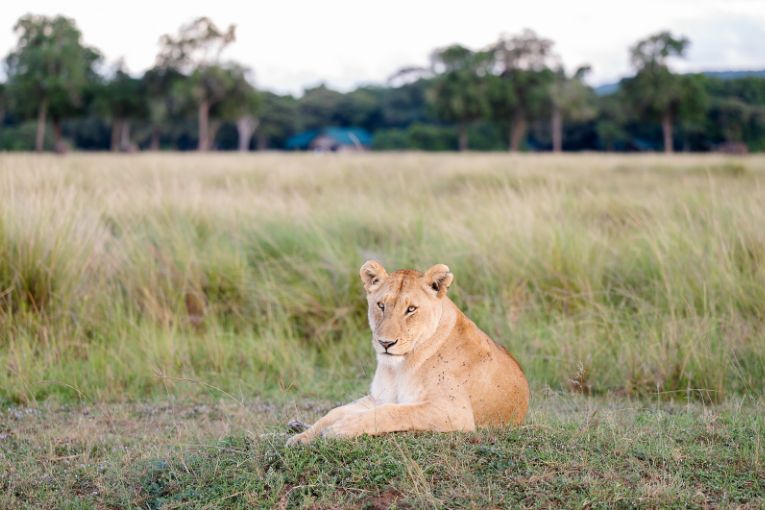 Lola lioness Masai Mara 